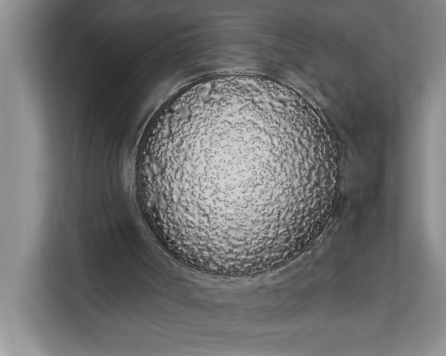 X0000111880002200908061323