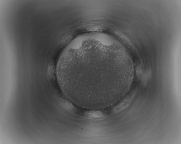 X0000111880322200908061319