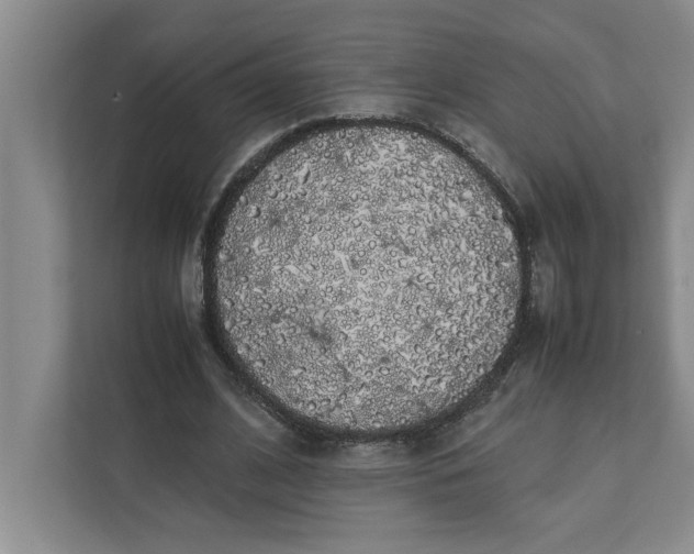 X0000111880584200908061315