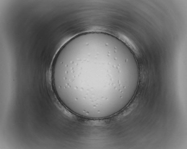 X0000111880900200908061311