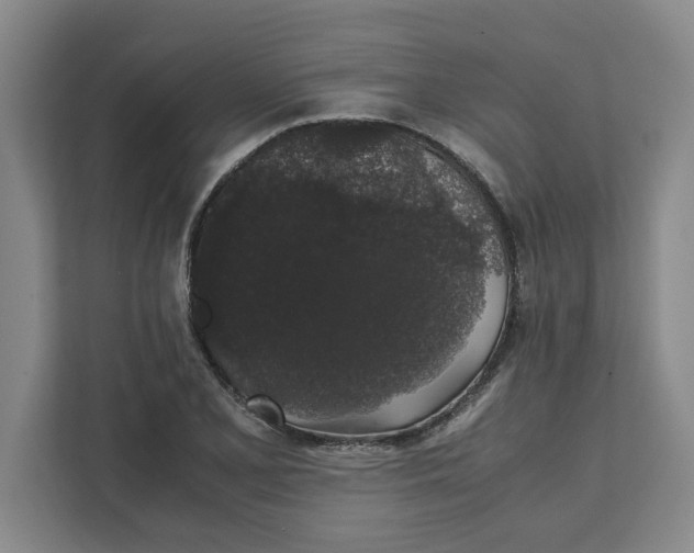 X0000111881077200908061309