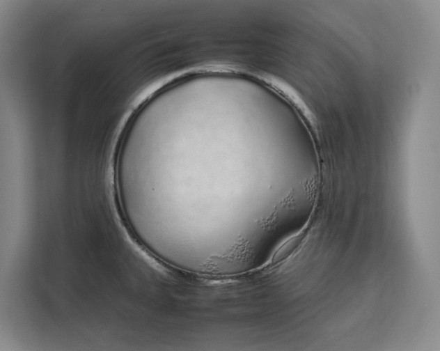 X0000111881335200908061306