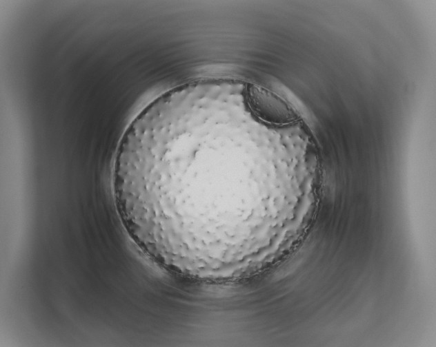 X0000111881386200908061305