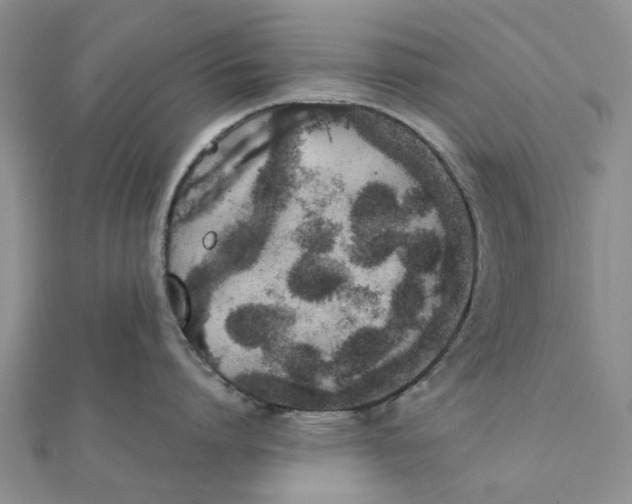 X0000111880864200908131632