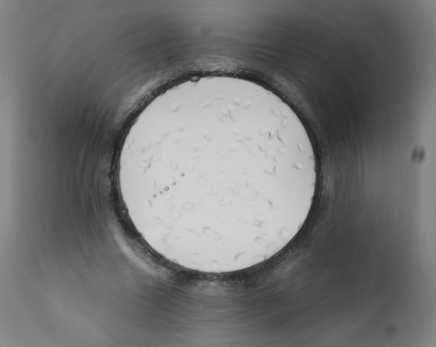 X0000111880538200908201259
