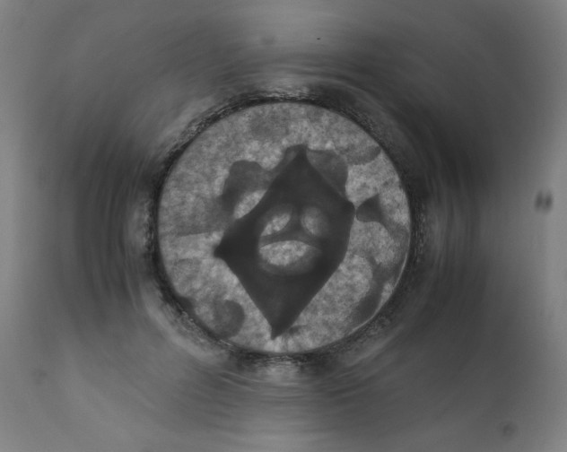 X0000111880600200908201259