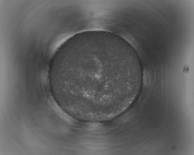 X0000111881452200908201246