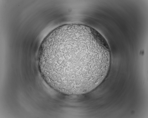 X0000111881485200908201246