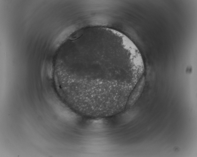 X0000111880068200909031850
