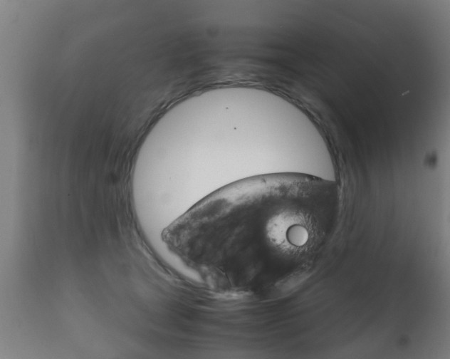 X0000111900465200907271015