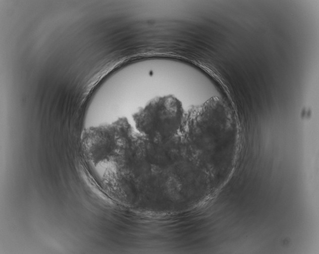 X0000111900533200907271012