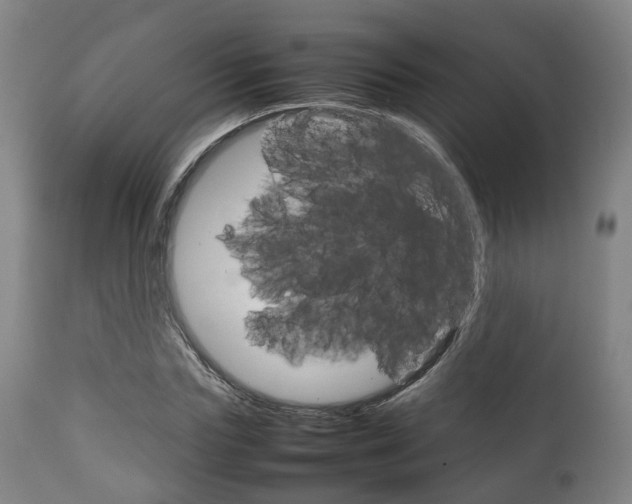 X0000111900827200907271008