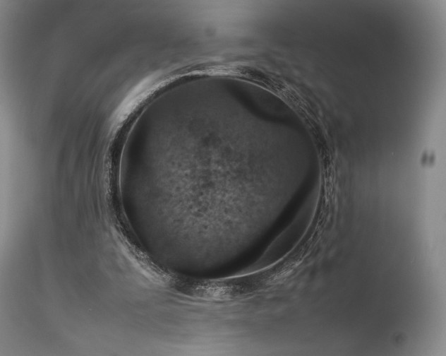 X0000111900295200907271205