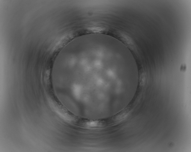 X0000111900365200907271204