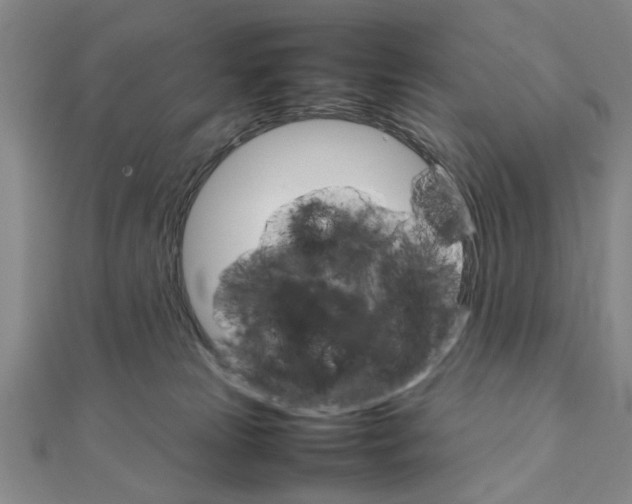 X0000111900181200908031125