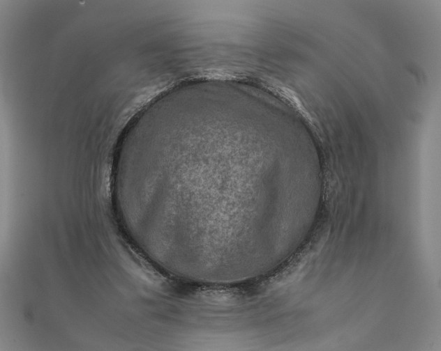 X0000111900299200908101146