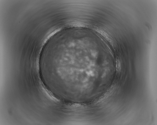 X0000111900390200908101144