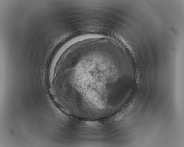 X0000111900637200908101141