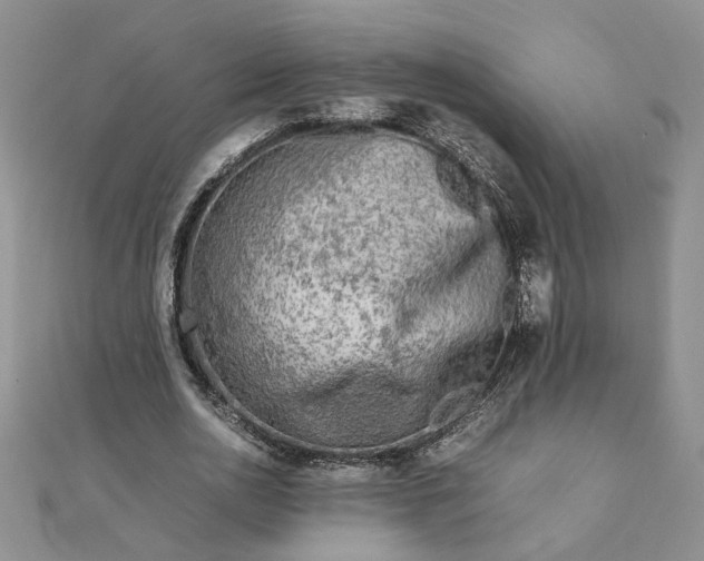 X0000111900726200908101139