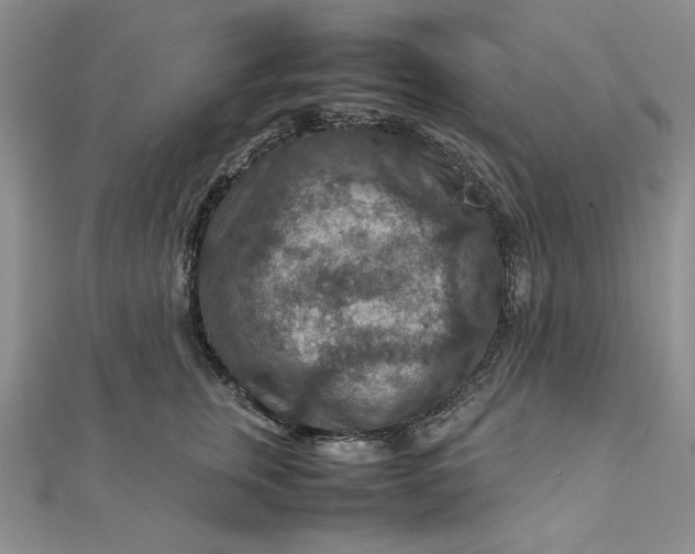 X0000111900759200908101140