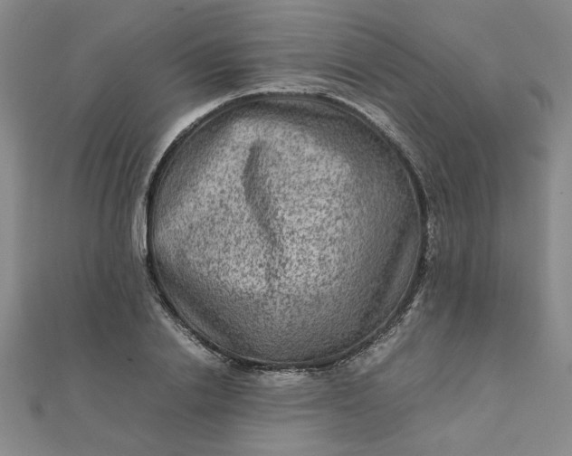 X0000111900838200908101138