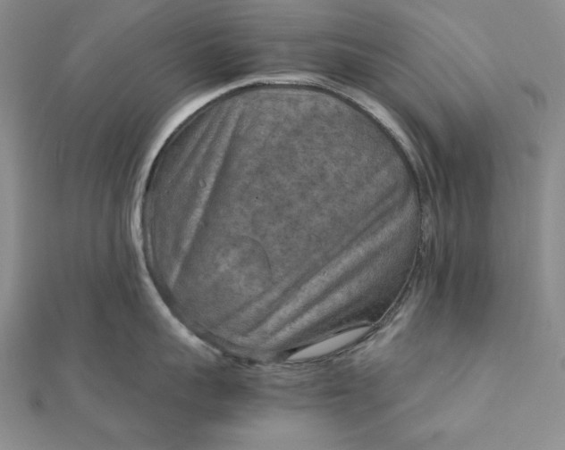 X0000111900959200908101137