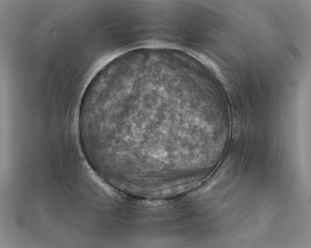 X0000111901231200908101133