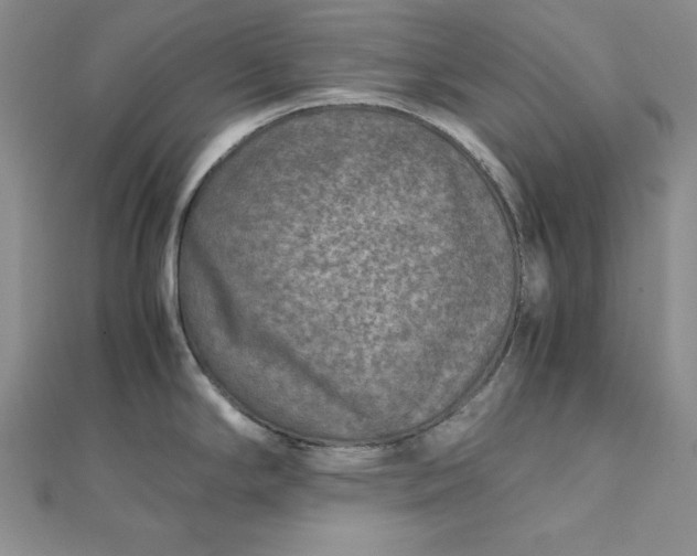 X0000111901294200908101132