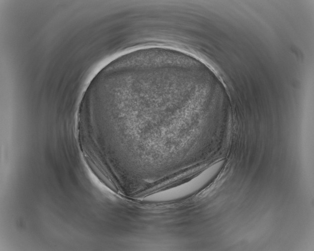 X0000111901535200908101130