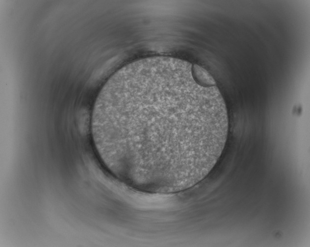 X0000111900036200908171249