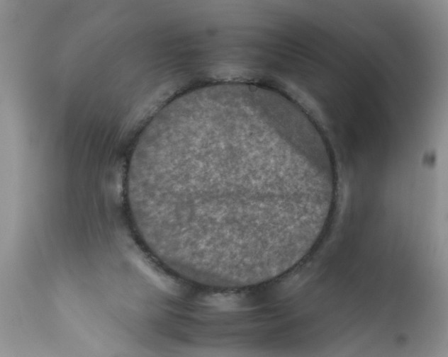 X0000111900065200908171248