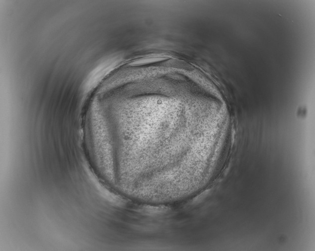 X0000111900245200908171245