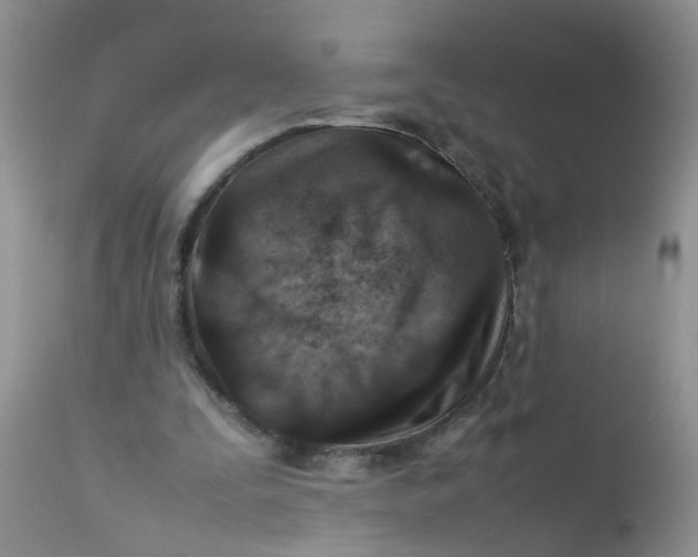 X0000111900295200908171245