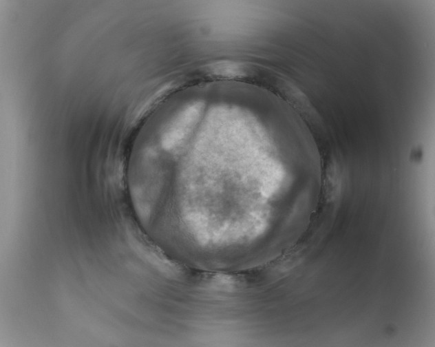 X0000111900330200908171244