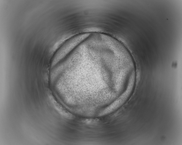 X0000111900345200908171244