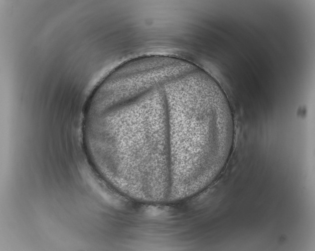 X0000111900346200908171244