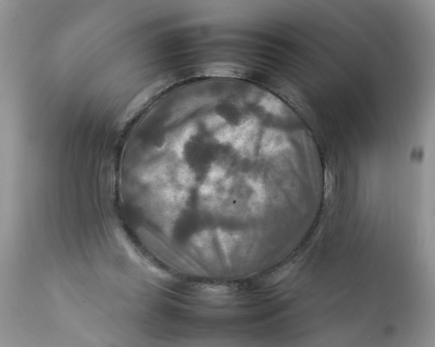 X0000111900349200908171244