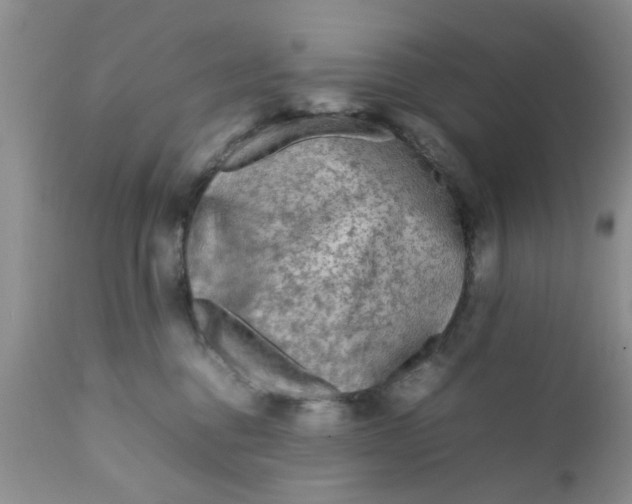 X0000111900376200908171244