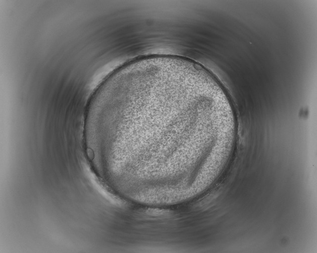 X0000111900437200908171242