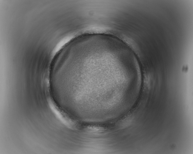 X0000111900582200908171241