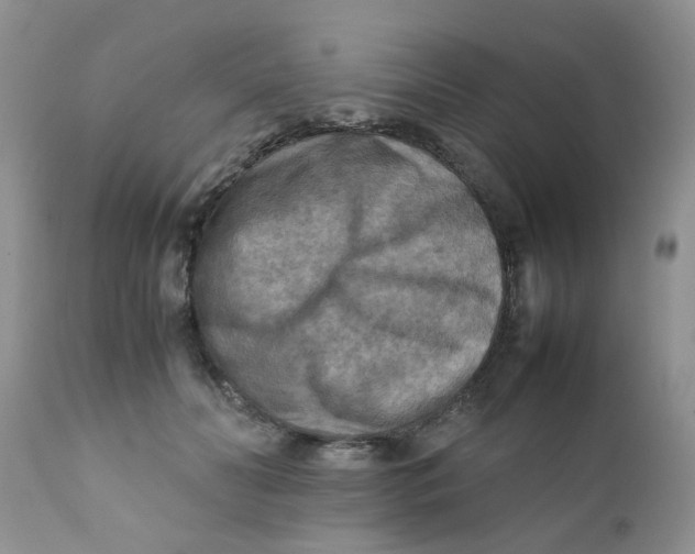 X0000111900606200908171240