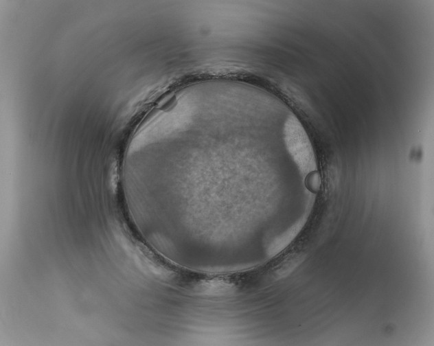 X0000111900644200908171239