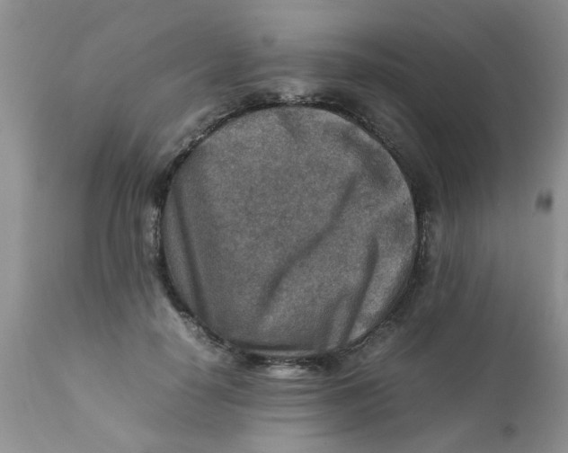 X0000111900650200908171240