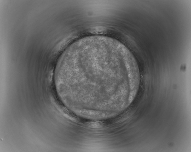 X0000111900652200908171240