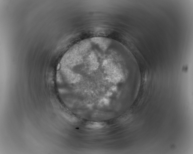 X0000111900663200908171240