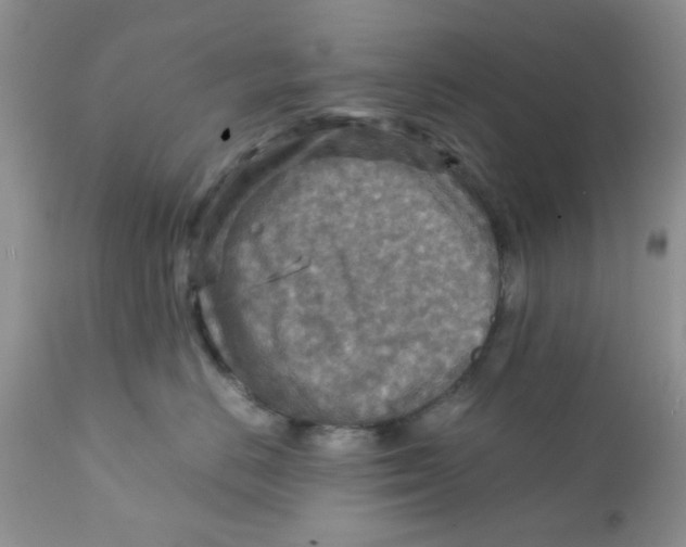 X0000111900670200908171240