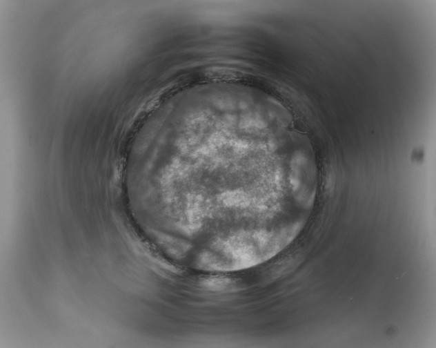 X0000111900759200908171238