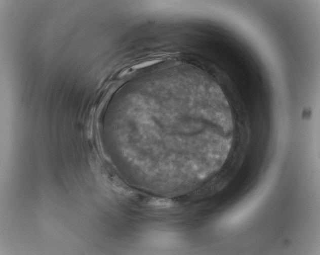 X0000111900767200908171238