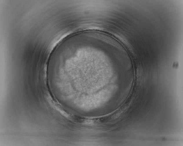 X0000111900790200908171238