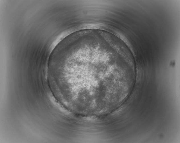 X0000111900994200908171234